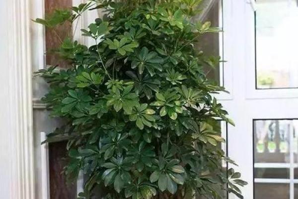 必须知道的风水植物优点有哪些？