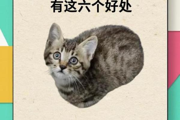 养猫能招财吗？你的八字能养猫吗