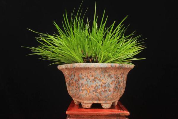 办公室风水绿植有哪些选择适合