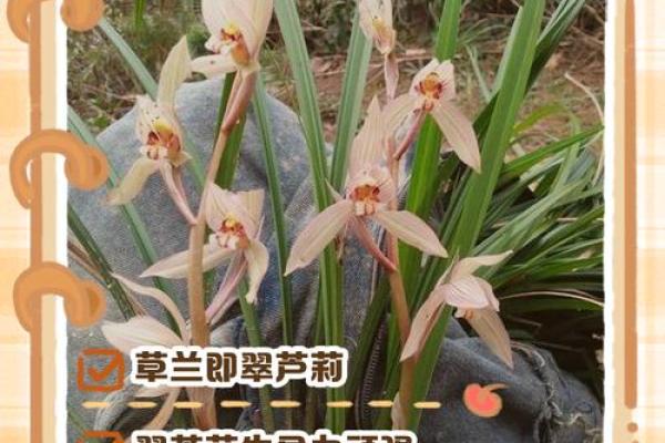 翠兰风水寓意