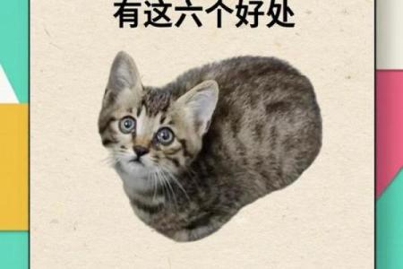 养猫能招财吗？你的八字能养猫吗