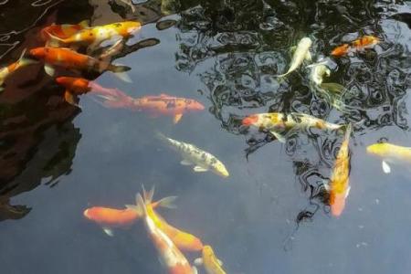 锦鲤鱼混养风水