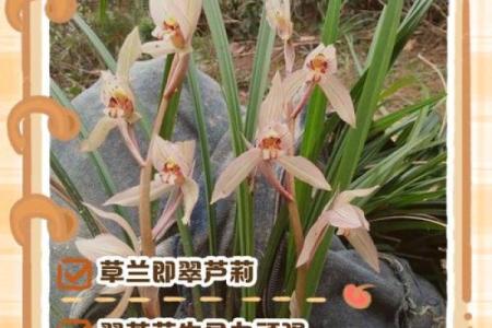 翠兰风水寓意