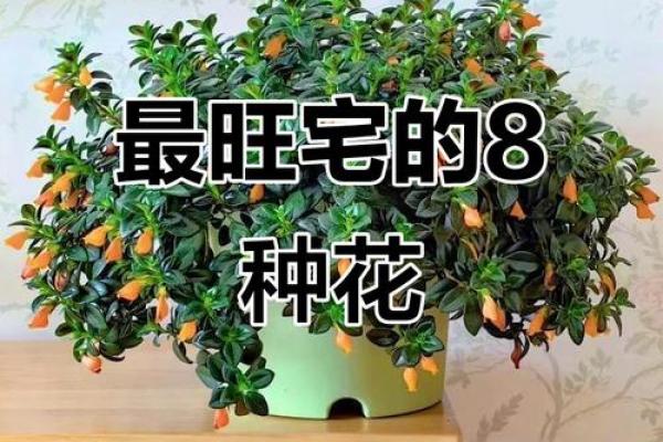 风水什么花招财又旺宅好养吉祥植物