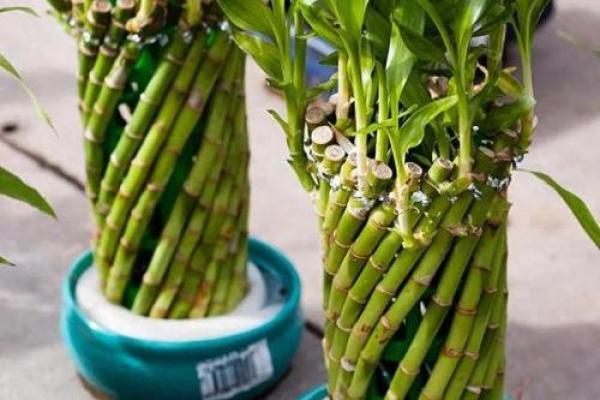 风水什么花招财又旺宅好养吉祥植物