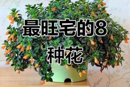 风水什么花招财又旺宅好养吉祥植物