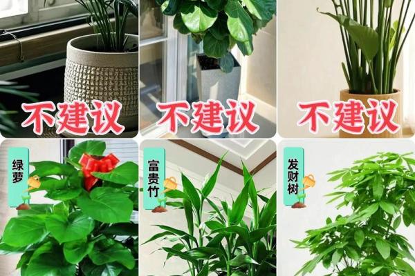 假花摆放在家里影响风水有哪些方面呢