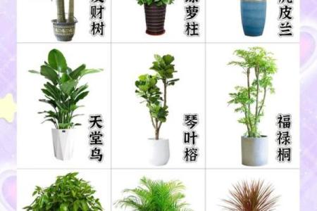 客厅植物摆放，风水摆放小常识