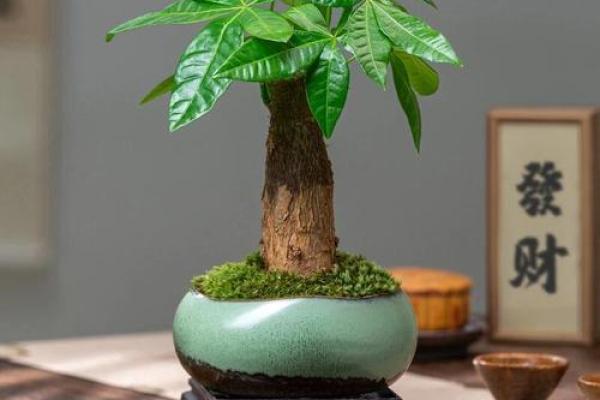 风水什么花能带来好运气吸引财富