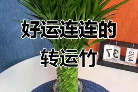 风水转运_鸿运竹养几根才更好