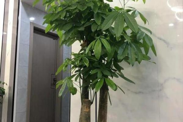 可以增旺宅运的家居风水装饰物有哪些？摆放有什么讲究！