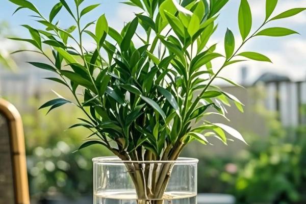 室内盆栽植物的介绍和风水作用