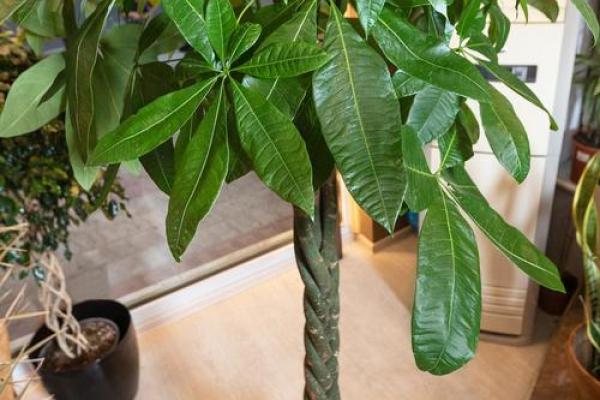 室内盆栽植物的介绍和风水作用