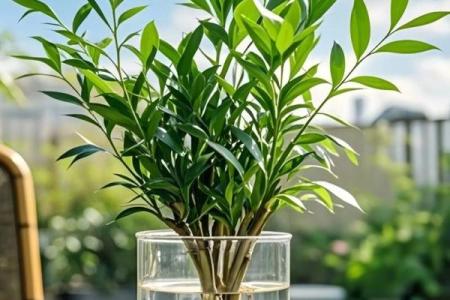 室内盆栽植物的介绍和风水作用