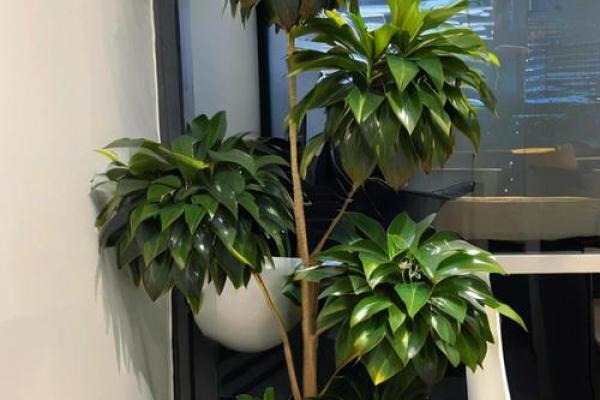 催旺事业运势的办公室风水诀窍