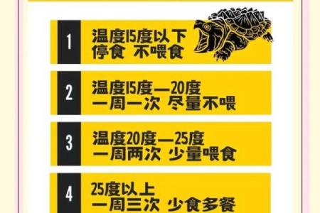 办公室养龟有什么风水说法讲究