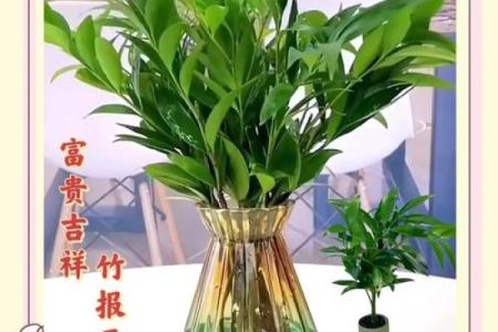 家居生活中风水植物与健康开运