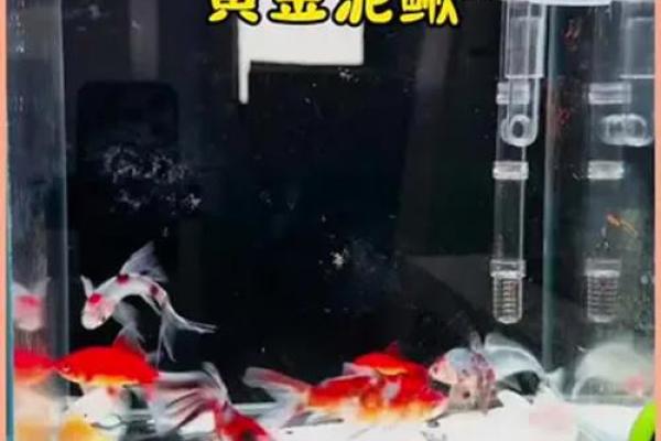 养泥鳅风水攻略