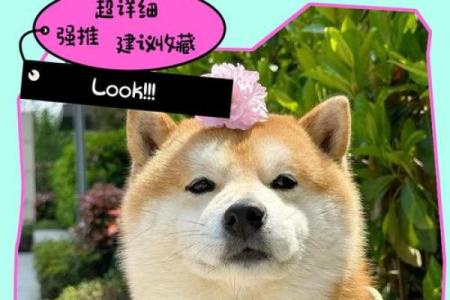 八字看适合动物 适合养宠物的八字